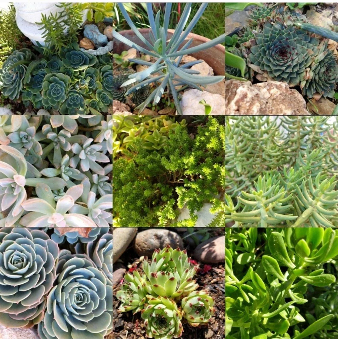 Assorted Succulent Cuttings 50-Piece Live Unrooted Starter Plants for DIY Arrangements & Gardens, Various Varieties
