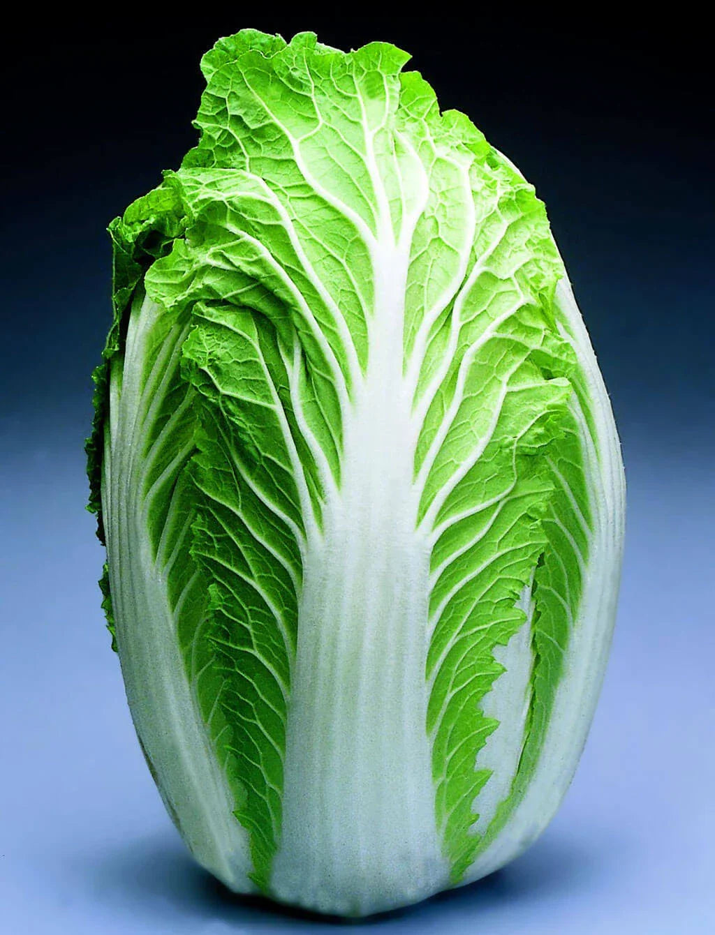 Chinese Cabbage Seeds - China Express Variety - Brassica rapa subsp. pekinensis, Fast-Growing, Crisp Leaves, 100 Seeds