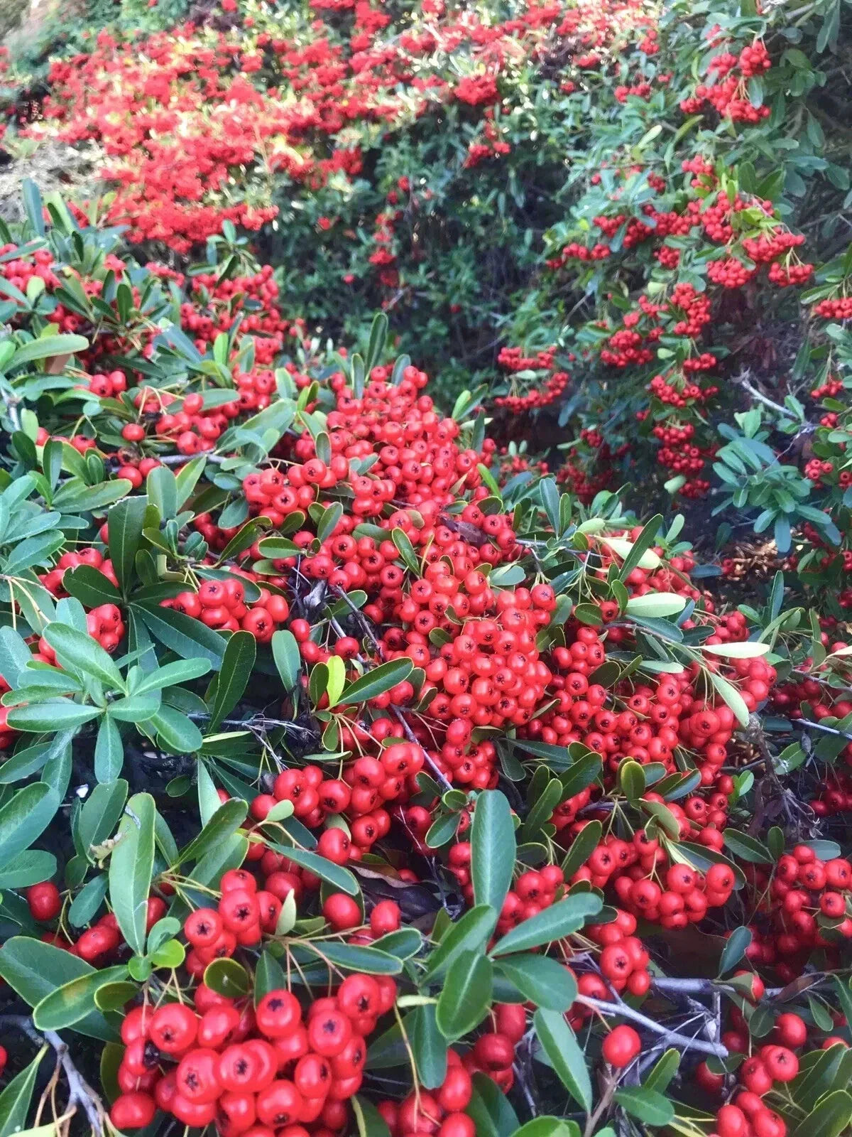 Pyracantha Berries Seeds - Firethorn Variety - 50 Count - Pyracantha coccinea - Wildlife Attracting Garden Shrub