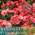 Saffron Sparkle Begonia Seeds - Bright Orange Flower, Non-GMO, 45/125 Packets, Tuberhybrida for Gardens & Containers