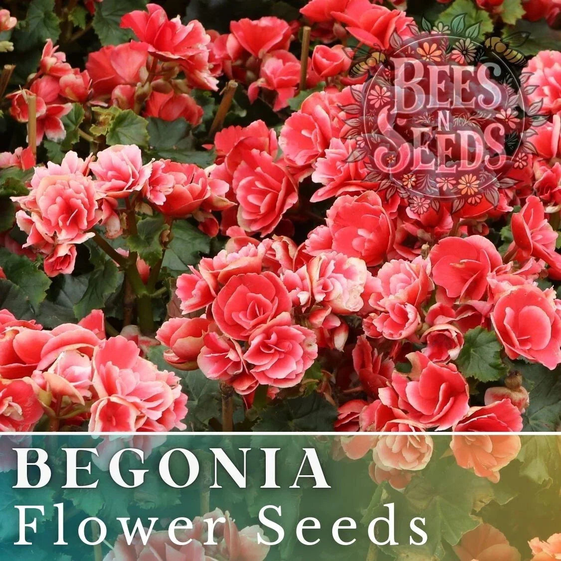 Saffron Sparkle Begonia Seeds - Bright Orange Flower, Non-GMO, 45/125 Packets, Tuberhybrida for Gardens & Containers