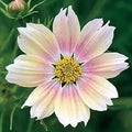 Cosmos Seeds - 1,000 Apricot Lemonade Cosmos bipinnatus Flower Seeds for Borders & Pollinator Gardens