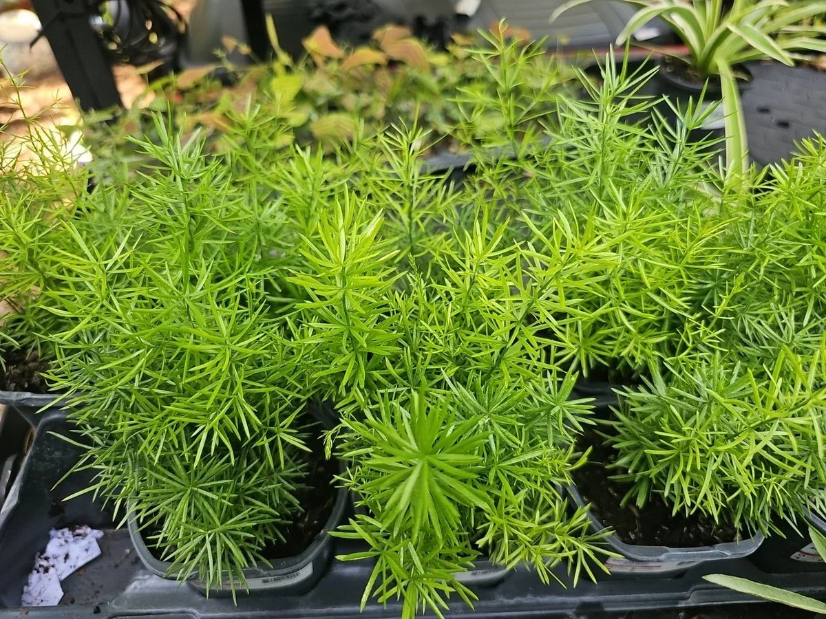 Asparagus Fern Live Plant 4-Inch Pot, Densiflorus 'Sprengeri', Indoor Green Foliage, Easy-Care Houseplant