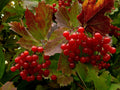 Highbush Cranberry Seeds - Viburnum Trilobum - 40+ High Yield Seeds for Landscaping & Wildlife Gardens