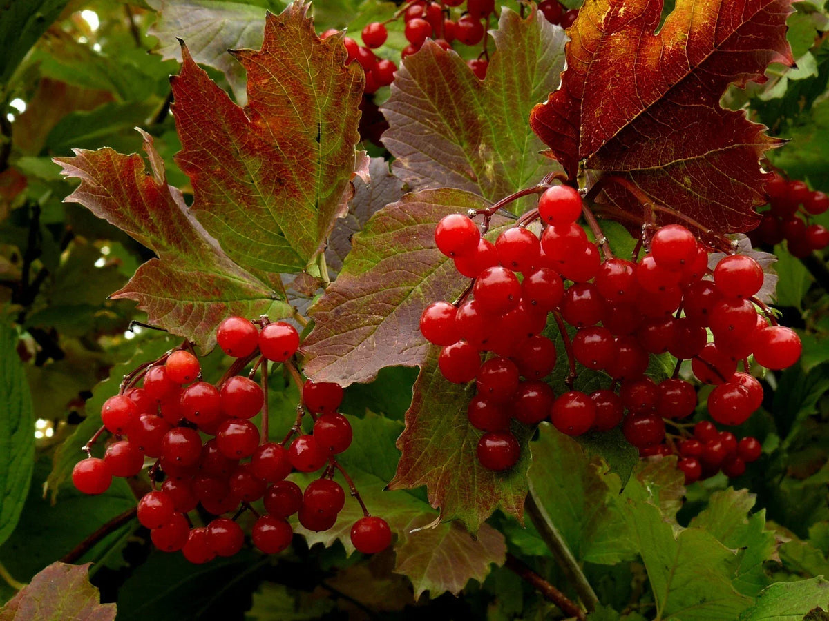 Highbush Cranberry Seeds - Viburnum Trilobum - 40+ High Yield Seeds for Landscaping & Wildlife Gardens