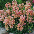 Twinny Peach Snapdragon Seeds - 1000+ Antirrhinum majus Garden Flowers for Borders & Containers