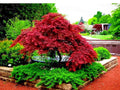 Japanese Red Maple Tree Seeds - Acer Palmatum Atropurpureum - Fall Color Bonsai Variety - 10+ Seeds for Garden & Landscape