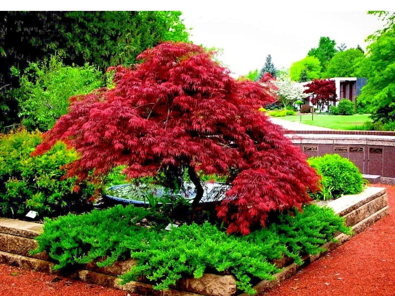 Japanese Red Maple Tree Seeds - Acer Palmatum Atropurpureum - Fall Color Bonsai Variety - 10+ Seeds for Garden & Landscape