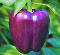 Purple Bell Pepper Seeds - Non-GMO Vegetable Seeds for Garden, Capsicum Annuum, Sweet, Vibrant Color, 50+ Seeds Pack