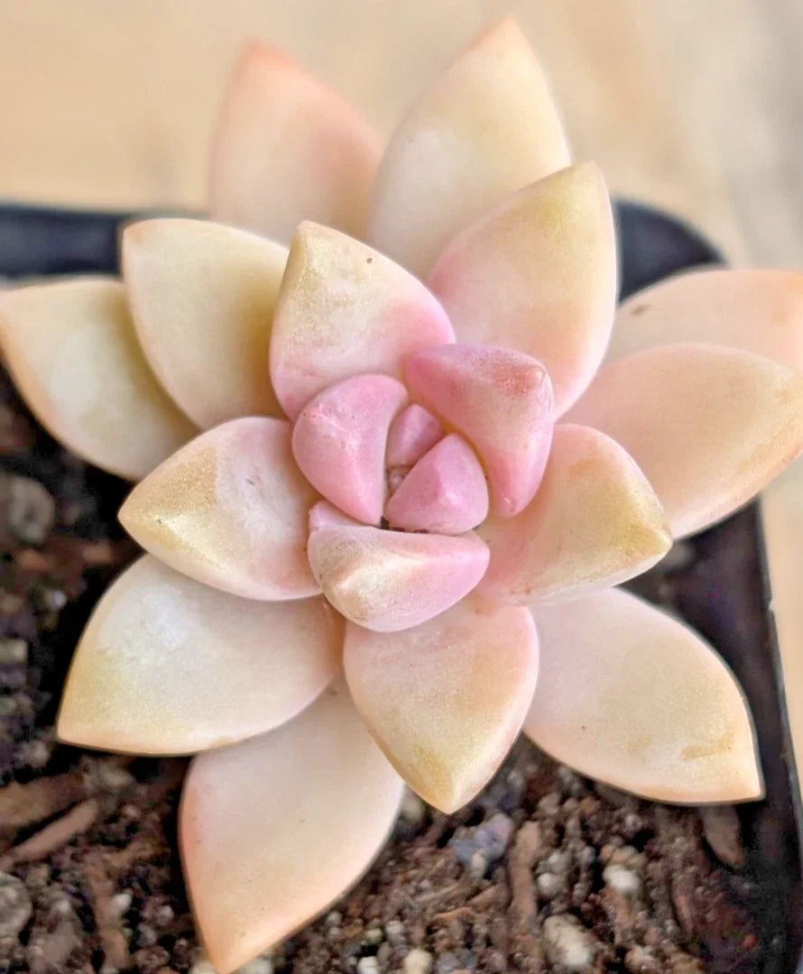 Pink Succulent Plant - 2" Potted Ghost Plant - Graptopetalum paraguayense - Drought-Tolerant Indoor/Outdoor Houseplant