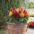 Celosia Seeds Mix - Dwarf Lilliput Kewpie Variety for Borders & Containers, Non-GMO, 200 Seeds, Vibrant Colors, Celosia argentea