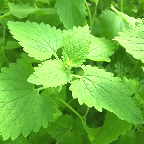 Catnip Seeds 50+ Nepeta cataria Organic Herb Garden Plant, Attracts Cats & Pollinators, Hardy Zones 3-9