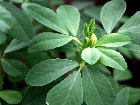 Fenugreek Herb Seeds - Organic Heirloom Trigonella foenum-graecum for Culinary Gardening