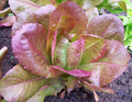 Rouge D'Hiver Lettuce Seeds – Organic Non-GMO Lactuca sativa Romaine for Home Gardening, Salad Greens, 600+ Seeds
