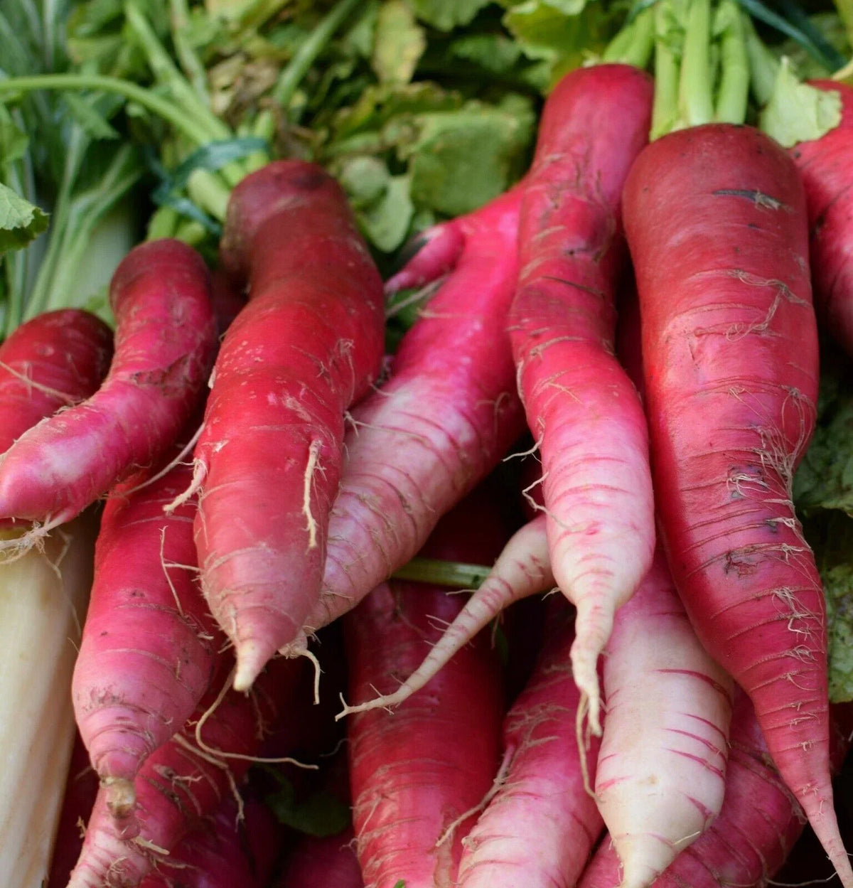 China Rose Radish Seeds - NON-GMO Kaiware Winter Radish, Raphanus sativus, Pinkish-Purple, Fast-Growing, Edible Garnish, Free Shipping