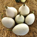 Ozark Nest Egg Gourd Seeds - Ornamental Egg-Shaped Cucurbita pepo for Fall Decorations, Crafting, Gardening