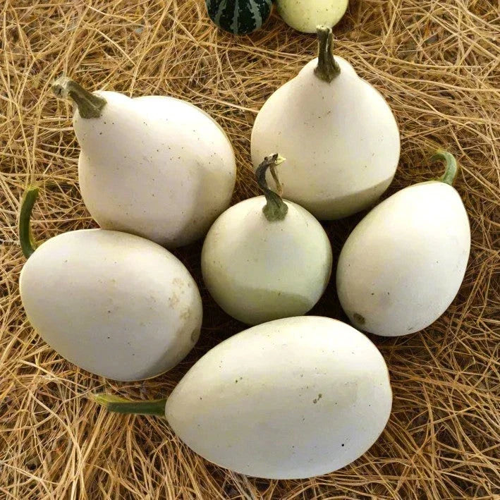 Ozark Nest Egg Gourd Seeds - Ornamental Egg-Shaped Cucurbita pepo for Fall Decorations, Crafting, Gardening