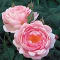 Scepter’d Isle Rose Cuttings - 3 Unrooted 6” Propagation Plantings Rosa 'Scepter'd Isle'