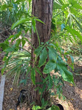 Syngonium Angustatum Cutting - Variegated Little Star Five Finger - 1 Node Fresh Plant Propagation