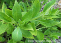Longevity Spinach Tip Cuttings Gynura Procumbens Edible Greens for Indoor & Outdoor Gardening