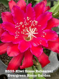 Rooted Epiphyllum Orchid Cactus Plant 4-Inch Starter Pot Kiwi Dress Rehearsal Indoor Houseplant