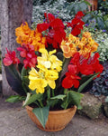 Mixed Canna Lily Bulbs 10 Pack, Colorful Varieties, Canna indica, Easy to Grow, Tropical Garden, Full Sun, Summer Blooms