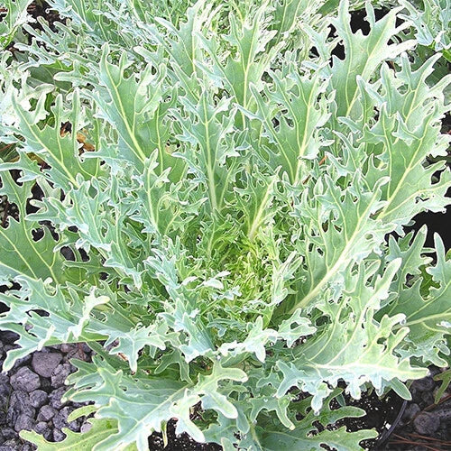 White Russian Kale Seeds, Heirloom Non-GMO Organic Brassica oleracea, Leafy Greens for Salads & Cooking