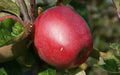 Northern Spy Apple Seeds - Heirloom Malus domestica for Garden Planting, 25+ Seeds
