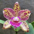 Cattleya Orchid Plant - Blooming Size - BLC Waianae Leopard 'Ching-Hua' - Colorful Blooms, Fragrant, Easy Care