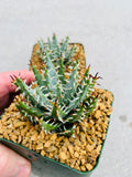 Aloe Erinacea Seeds - Succulent Plant for Indoor Outdoor Gardening - Cacti & Agaves - Well-Draining Soil, Drought Tolerant, Pollinator Attracting