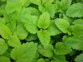 Lemon Balm Seeds - Heirloom Perennial Herb - Melissa officinalis - 235 Seeds for Gardening & Culinary Use