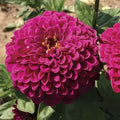 Tudor Zinnia Seeds Pack - 100+ Assorted Color Zinnia elegans for Garden, Borders & Containers, Non-GMO, USA Grown