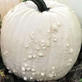 White Specter Pumpkin Seeds - Organic Heirloom Cucurbita pepo for Fall Gardens, 10 Seeds, USA Grown