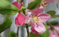 Louisa Crabapple Seeds - 25+ Malus 'Louisa' Ornamental Tree Seeds for Garden Planting, Attracts Pollinators