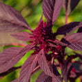 Red Garnet Amaranth Seeds - Non-GMO Organic Amaranthus caudatus for Edible & Ornamental Gardens