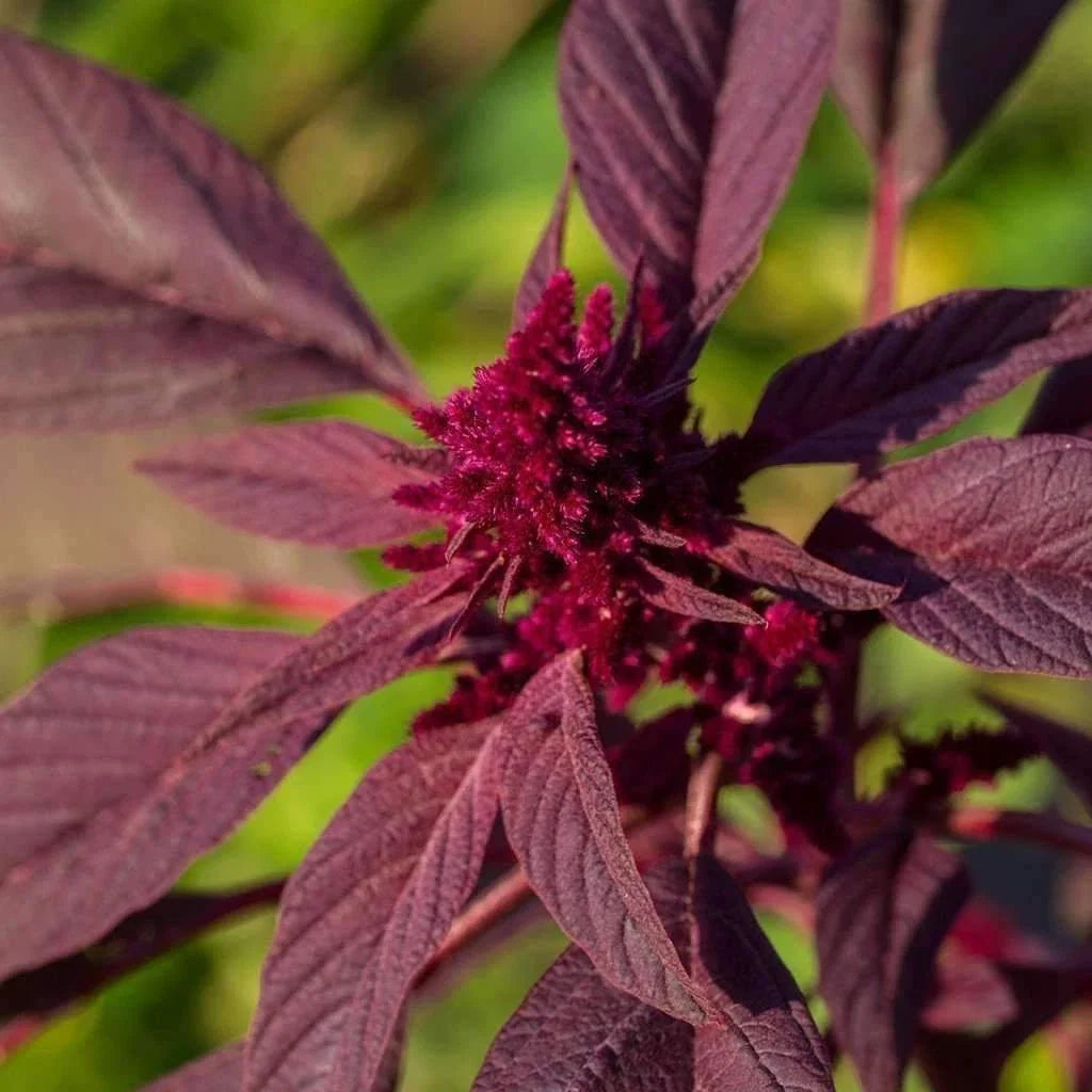 Red Garnet Amaranth Seeds - Non-GMO Organic Amaranthus caudatus for Edible & Ornamental Gardens