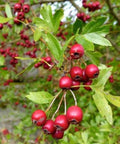 Organic Hawthorn Berry Seeds - Crataegus spp. - Hardy Shrub for Gardens, Wildlife & Pollinators
