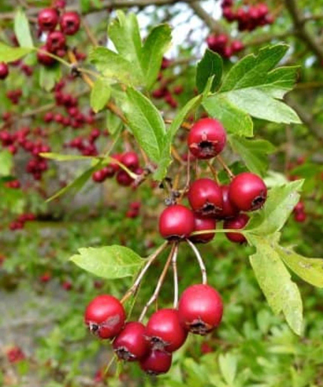 Organic Hawthorn Berry Seeds - Crataegus spp. - Hardy Shrub for Gardens, Wildlife & Pollinators