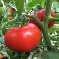 Sub Arctic Plenty Tomato Seeds - 25 Pack, Early Ripening, Medium Red Fruit, Solanum lycopersicum, Cool Climate Garden Plant