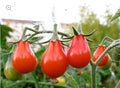 Red Pear Tomato Seeds - 100 Non-GMO Heirloom, Juicy Pear-Shaped Tomatoes for Home Gardens & Containers, Solanum lycopersicum