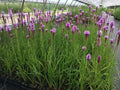 Purple Blazing Star Live Plants Set of 3, Liatris spicata, Perennial Flowers for Pollinators, Zones 3-8
