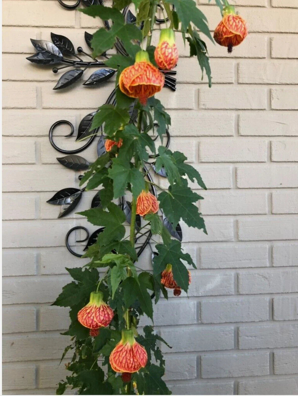 Tiger Eye Abutilon Flowering Maple Starter Plant – Variegated Leaves, Yellow Blooms, Abutilon hybridum, Small Rooted Plant