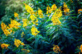 30 American Senna Seeds - Senna hebecarpa - Organic Non-GMO Tropical Perennial Plant Seeds for Gardening