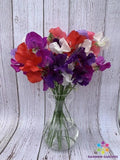 Sweet Pea Seeds 50+ Riviera Mixture Garden Climbing Vine Lathyrus odoratus, Fragrant, Vibrant Colors, Easy to Grow