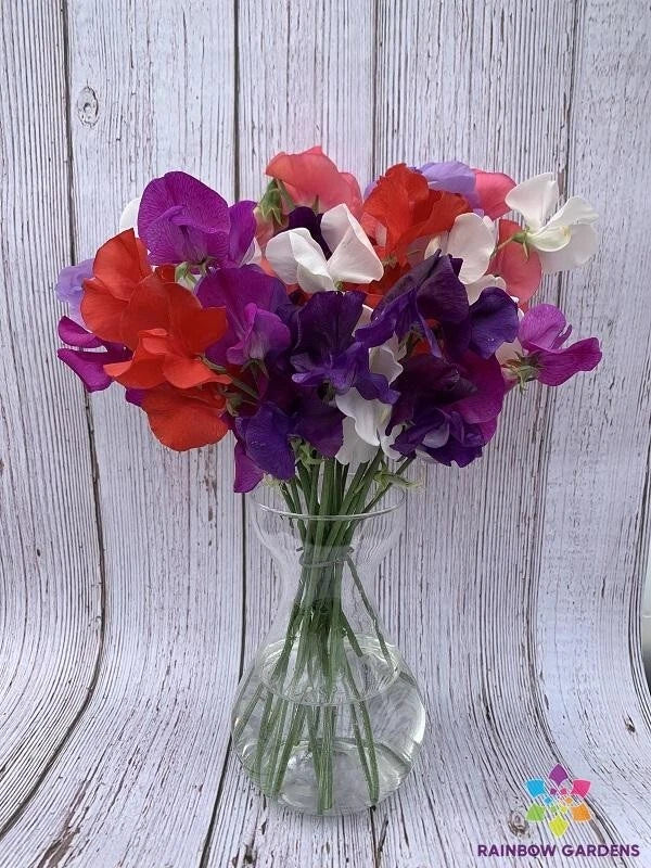 Sweet Pea Seeds 50+ Riviera Mixture Garden Climbing Vine Lathyrus odoratus, Fragrant, Vibrant Colors, Easy to Grow