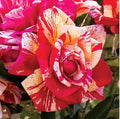 Daring Spirit Hybrid Tea Rose Cuttings – 5-8" Unrooted Fresh Stems Rosa 'Daring Spirit'