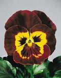 Pansy Seeds 50 Count Joker Mahogany Gold Viola x wittrockiana Flower Seeds for Gardens & Containers