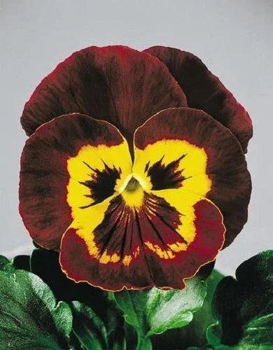 Pansy Seeds 50 Count Joker Mahogany Gold Viola x wittrockiana Flower Seeds for Gardens & Containers