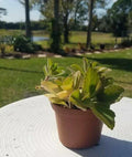 Plectranthus Neochilus Fuzzy Green Lobster Flower Indoor Houseplant Starter Plant