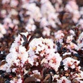 Blush Cape Myrtle Seeds - Lagerstroemia indica Perennial Flower Seeds for Garden, Borders, Containers, 20 Pack
